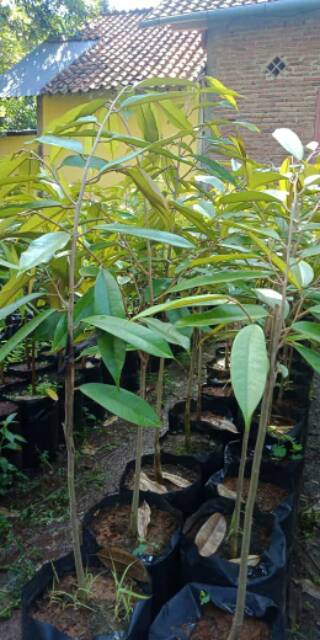 Bibit Buah Durian Musangking Unggul Okulasi Cepat Berbuah