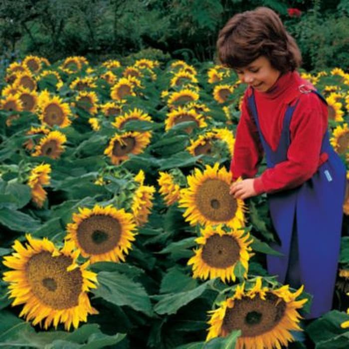 Benih Bibit Biji - Bunga Sunflower Sunspot BM1 Dwarf Flower Seeds