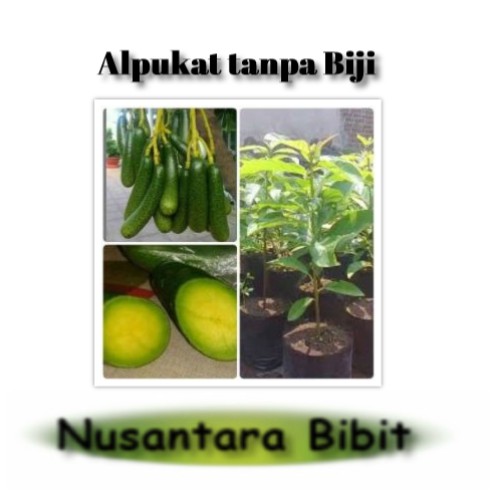 Bibit Buah Alpukat tanpa Biji