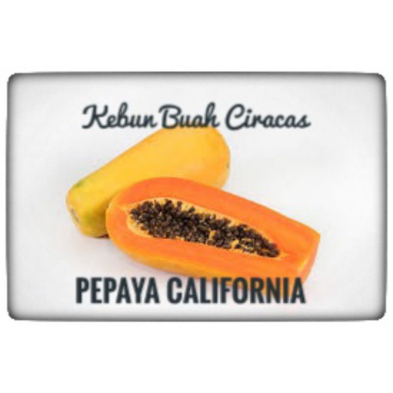 

Buah Pepaya California per kg