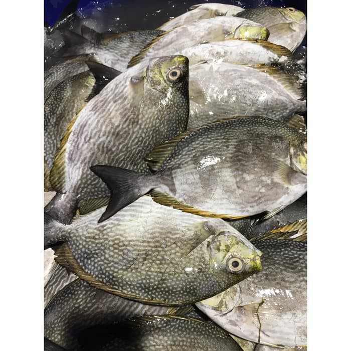 

Ikan Baronang Segar 1KG