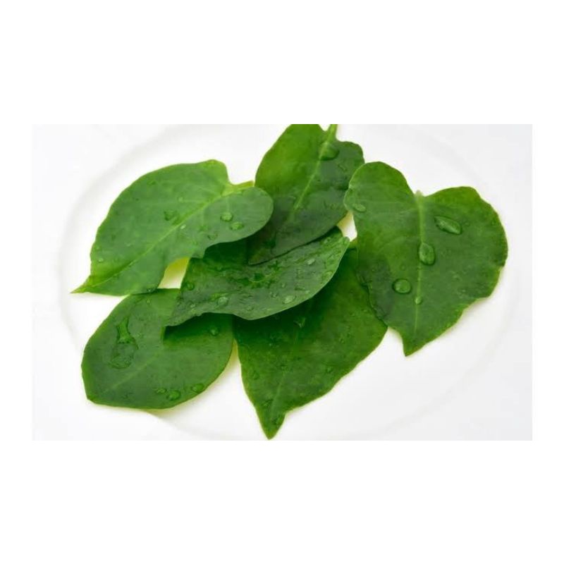 

DAUN BINAHONG SEGAR ISI 100 DAUN