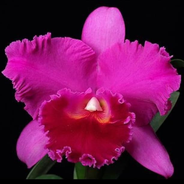 Bunga anggrek cattleya bunga besar seedling