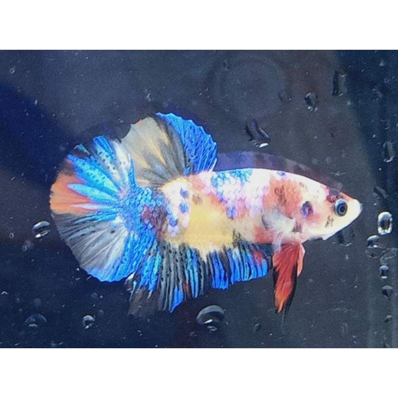 ikan cupang yellow base