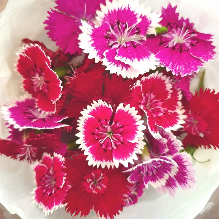 

Edible DIANTHUS Fresh Flower Topping Makanan (GRAB/GOJEK ONLY)