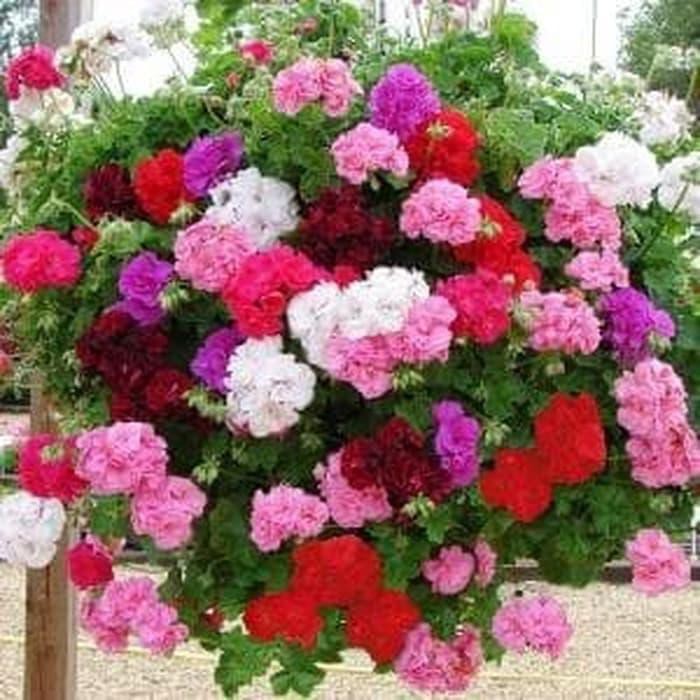 Biji Bunga Geranium Mix Color - Bibit Tanaman Bunga Geranium - Bunga Geranium Pengusir Nyamuk - COD