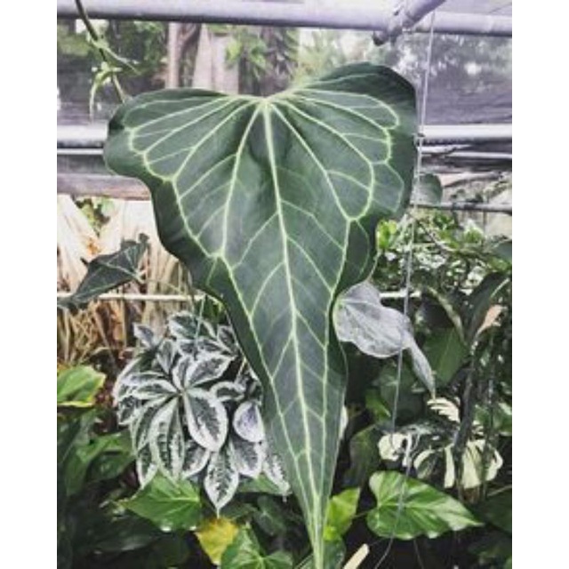 Anthurium Clarinervium Hybrid/ Anthurium Clarinervium x Pedatoradiatum / Anthurium Macrolobium Hybri