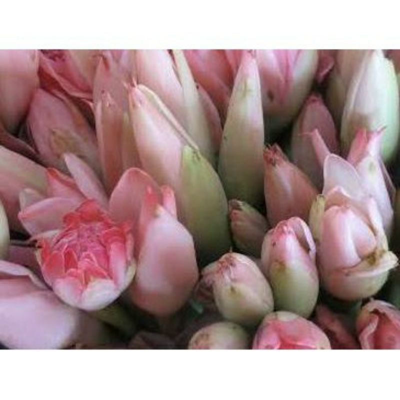 

Bunga Kecombrang Atau Rombeh Romeh Segar 500Gram Murah