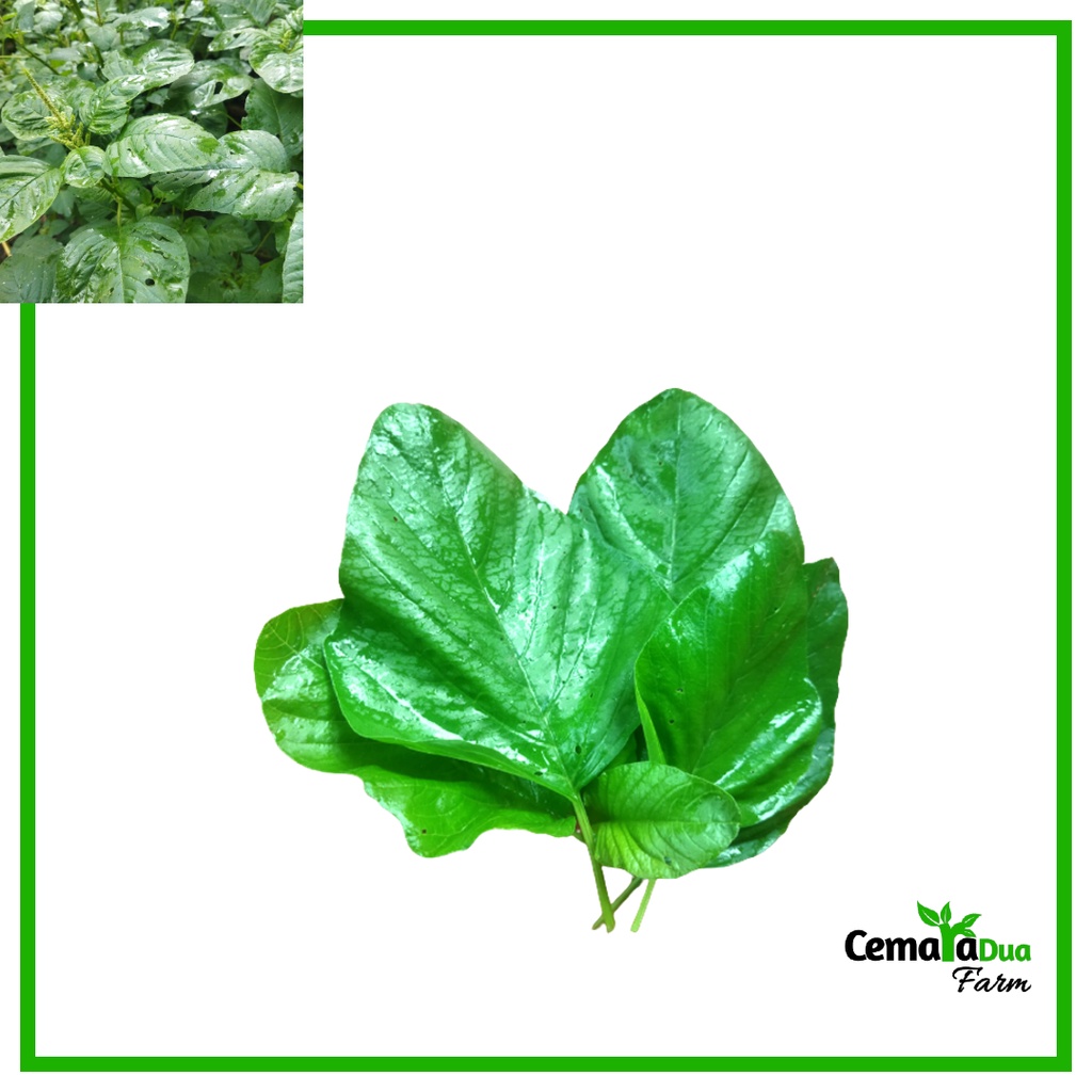 

Daun Bayam Hijau Segar