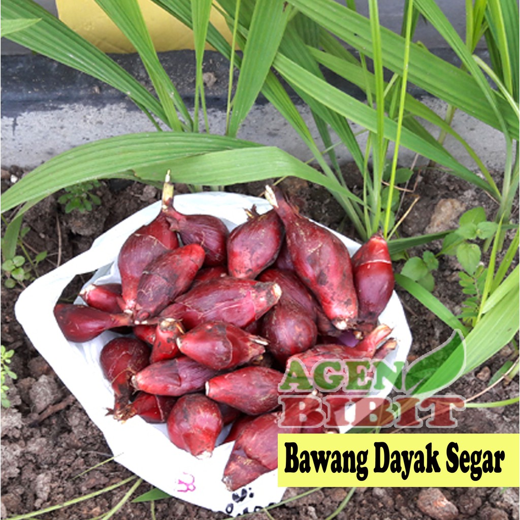 

Bawang Dayak Segar Fresh 1kg Bawang Berlian Mekah Sabrang Obat Herbal