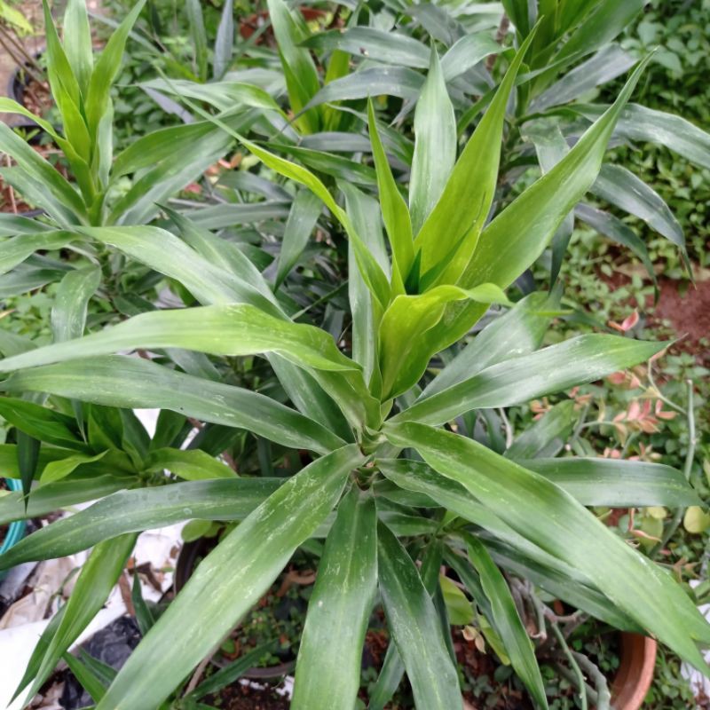 

Obat Herbal/Pewarna Alami Daun Suji Segar 100 Gram