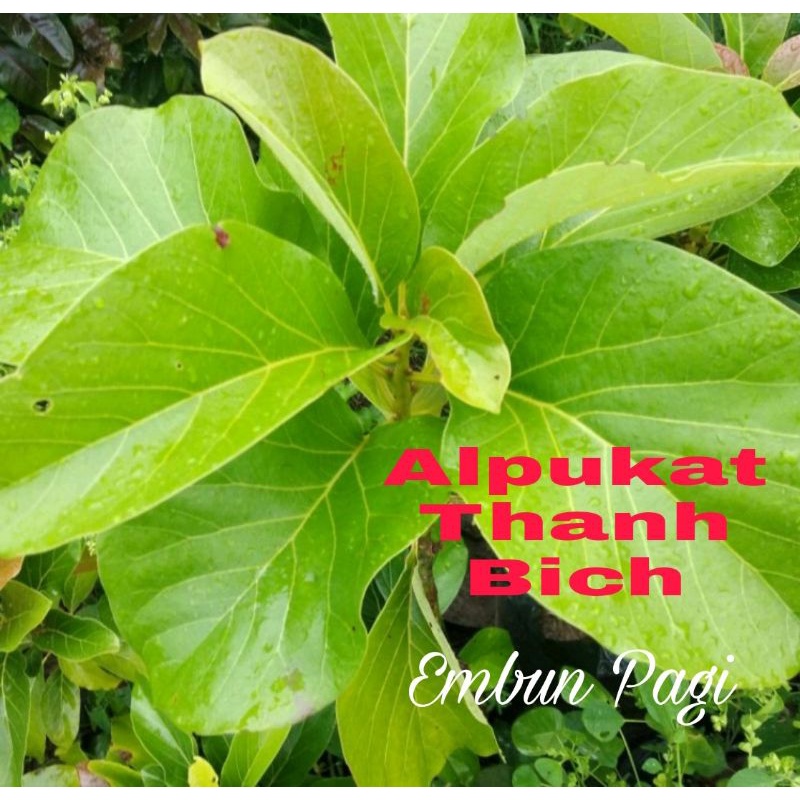 Bibit Pohon Alpukat Thanh Bich Import