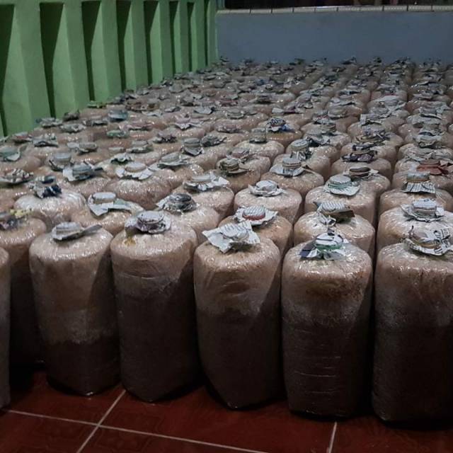 

Baglog Jamur Tiram Putih (Siap Panen)