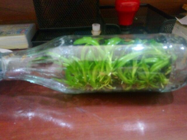 Anggrek Botol Dendrobium Melintir Hybrid
