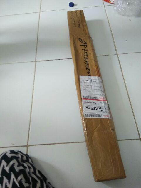 Bibit Bidara Arab/sidr 25-35cm