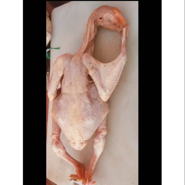 Ayam Kampung ulu berat -+1kg