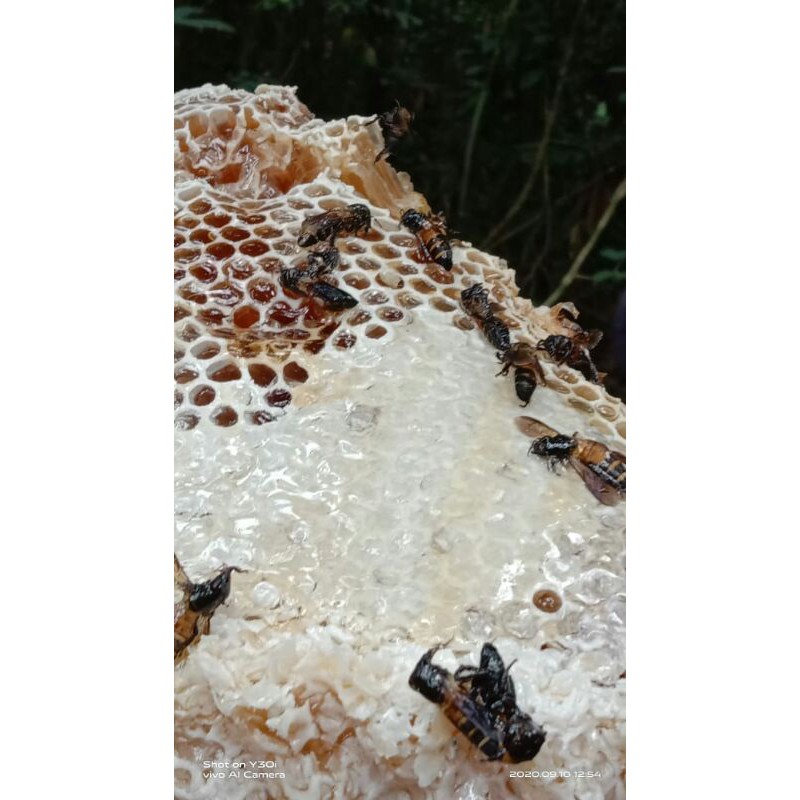 

Madu Hutan Asli
