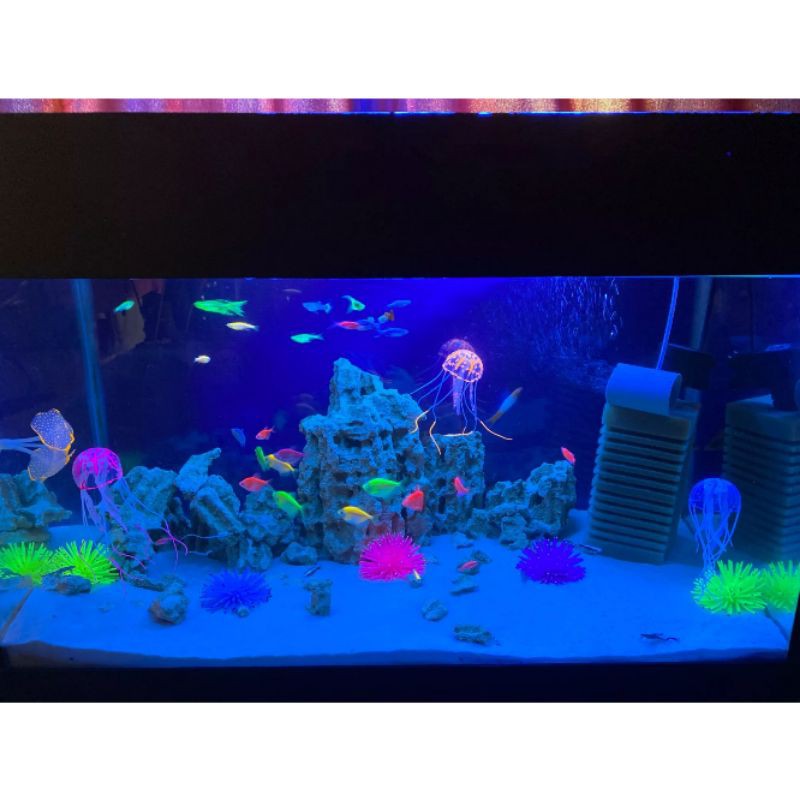 Hiasan Aquarium Anemon Laut Jelly - Dekorasi Akuarium Coral Aquascape