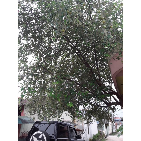 

DAUN BIDARA 100 LEMBAR DIPETIK LANGSUNG DARI POHONNYA KETIKA ORDERAN MASUK !!