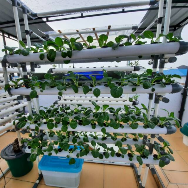 HIDROPONIK SET 100 LUBANG TANAM