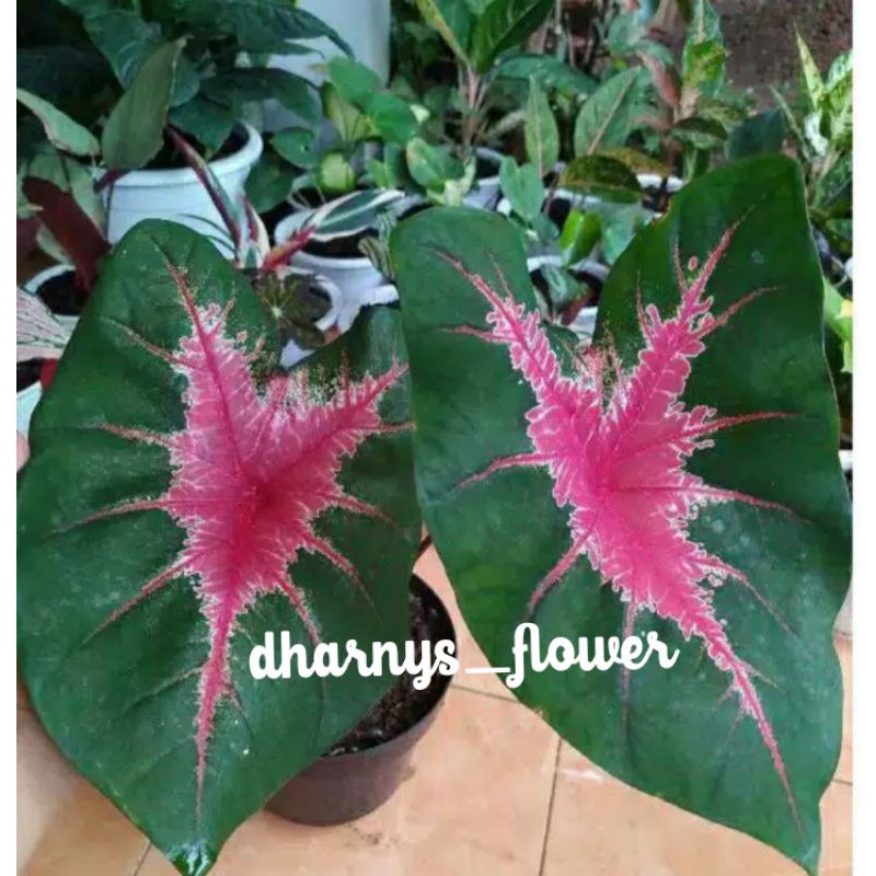 (BISA COD)TANAMAN HIAS KELADI CALADIUM JANTUNG HATI
