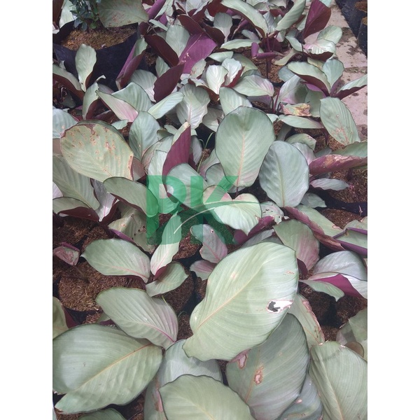 Tanaman Hias Calathea Silver Plate Pink  Calathea Silver Plate (Tanaman Hidup - Bunga Hidup Murah) - BAKUL KEMBANG