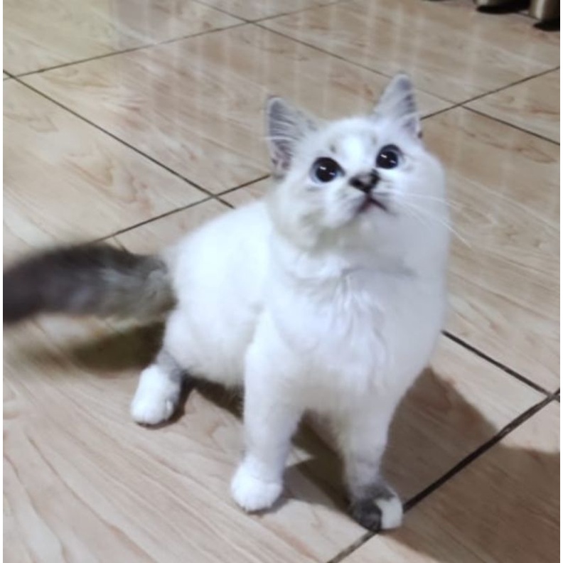 kucing kitten pure ragdoll jantan 3bln siap adopsi