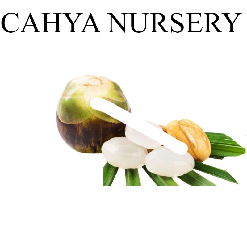 

Promo Buah kolangkaling 1kg manisan kolang kaling kualitas super
