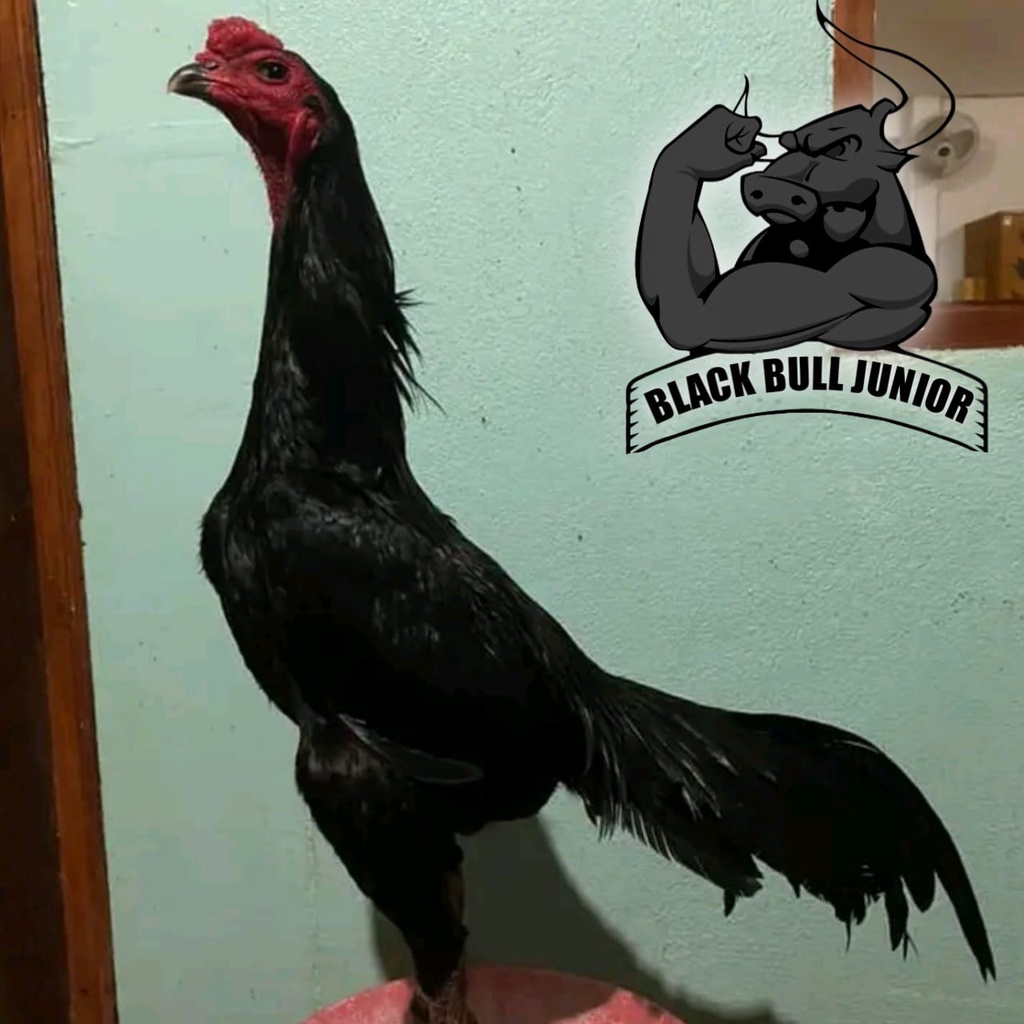 telur ayam bangkok asli pakhoy line black bull