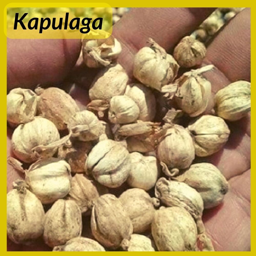 

Kapulaga kapol bersih 25gr 50gr 100gr