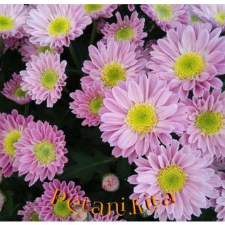 Bibit krisan Berbunga Cantik Murah / Bibit Krisan kondisi berbunga KRISAN + POT