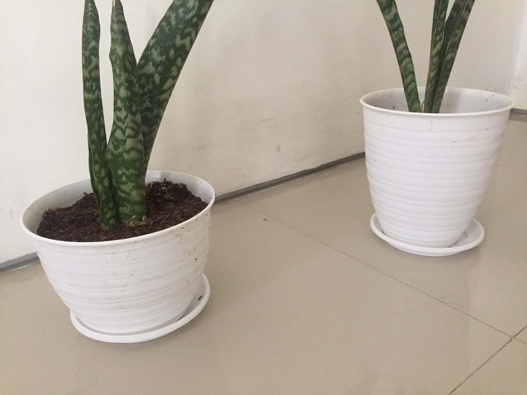 Pot pirus tirus 21 cm white series Shopee Indonesia Pot pirus tirus 21 cm white series Shopee Indonesia