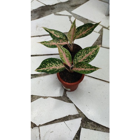 aglaonema murah,. aglaonema monica