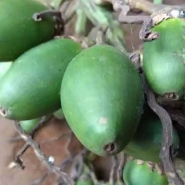 

Buah pinang segar 1000gr