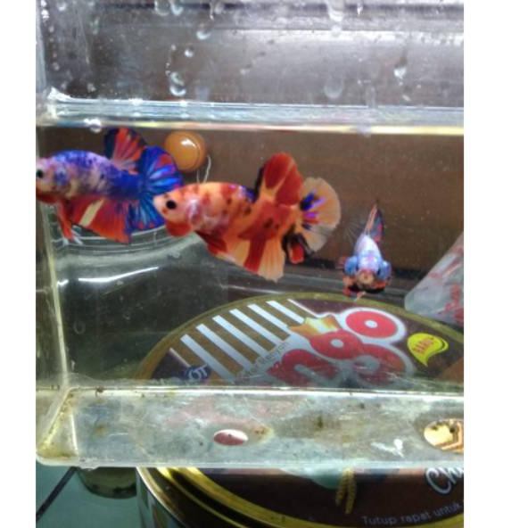 

☜õ Paket promo 3ekor ikan cupang male nemo emerald, candy, multi colour ♮