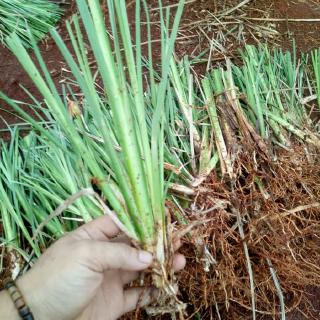  tanaman  rumput akar wangi  vertiver pencegah longsor rumput 