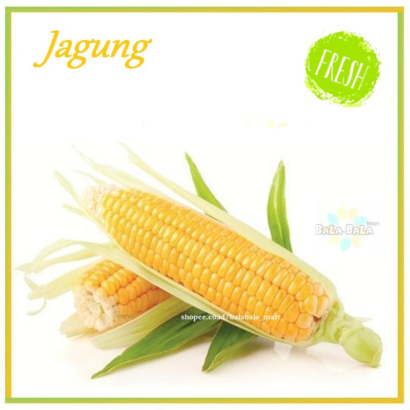 

Jagung Manis