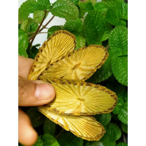 Akar Bajakah Kuning Super 1Kg Obat Herbal Diabetes, Asam Urat, Asam Lambung,Maag,Liver,Jantung-Kuning