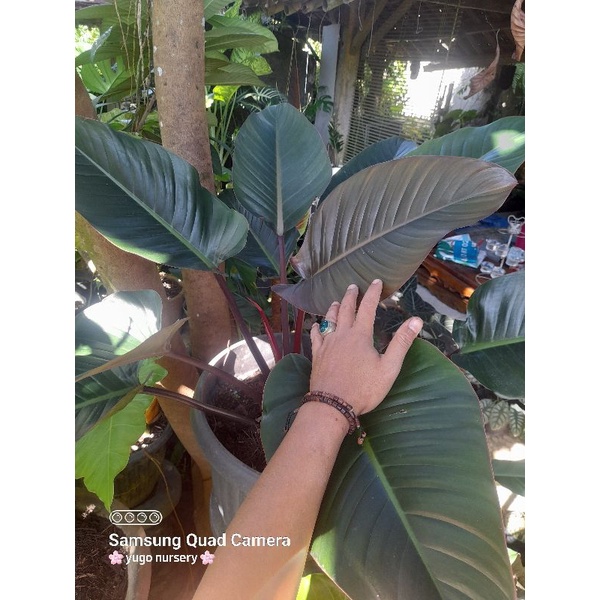 Tanaman Hias Philodendron Red Congo Super Jumbo Philo kongo Pilo Langka