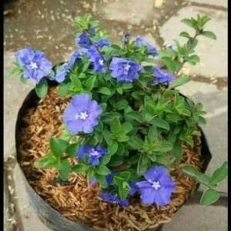 baby blue/jam 9/krokot biru