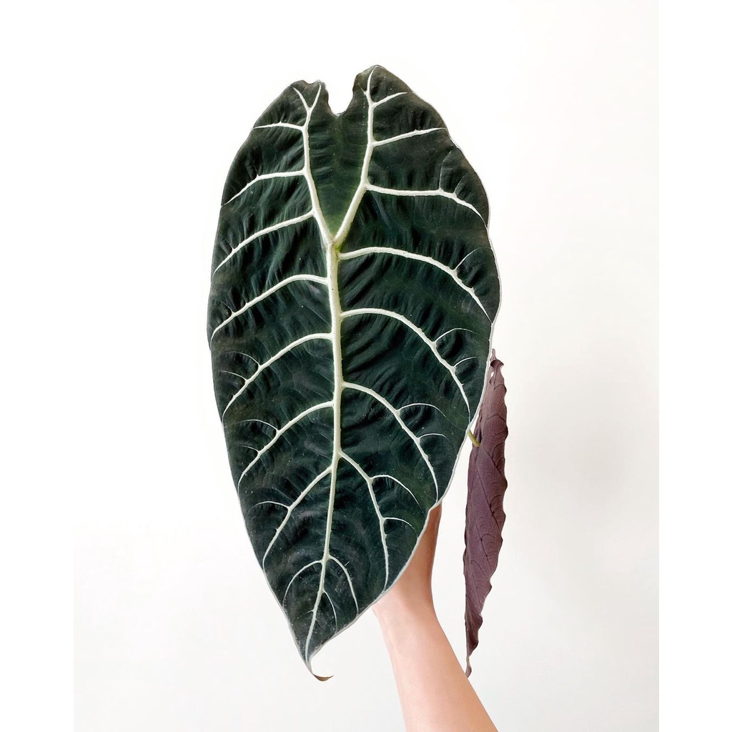 Tanaman bunga Alocasia watsoniana doff jumbo / keladi wasoniana besar / Alocasia wasonia black dark 