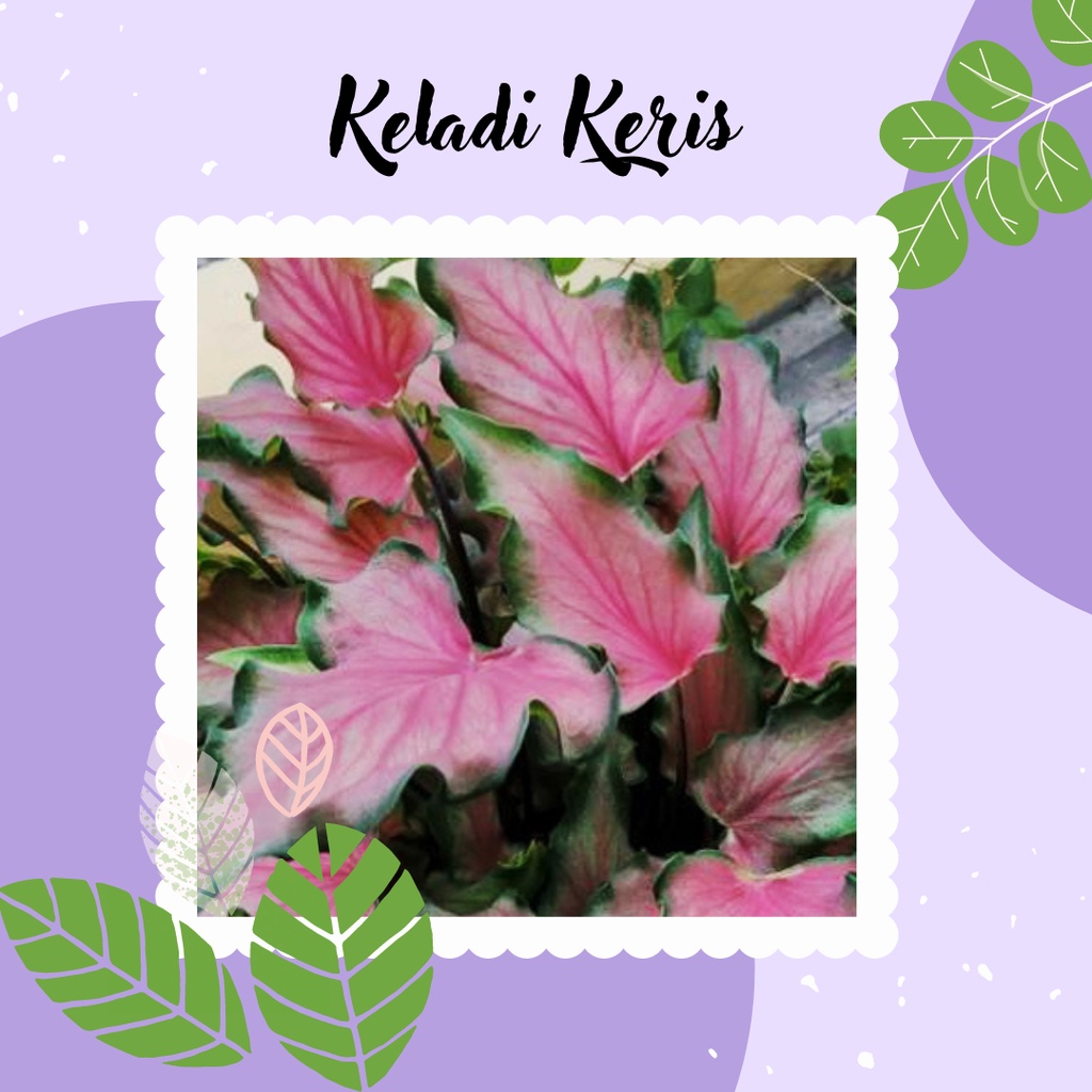 TANAMAN KELADI KERIS HIAS CALADIUM HIAS CALADIUM KERIS KELADI KERIS