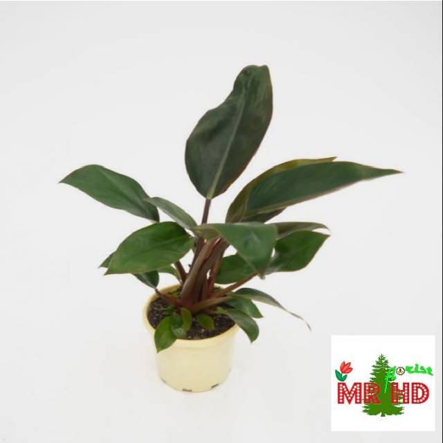 Tanaman hias philodendron Congo rojo