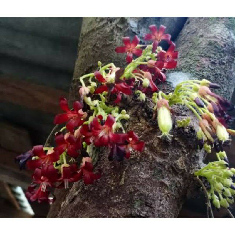 

Bungga belimbing wuluh Obat batuk pada Balita