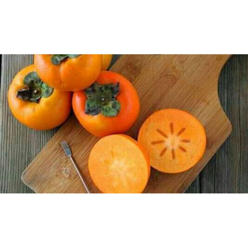 Bibit Kesemek Jepang