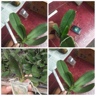  Anggrek  bulan  taiwan remaja  5 pcs Shopee Indonesia