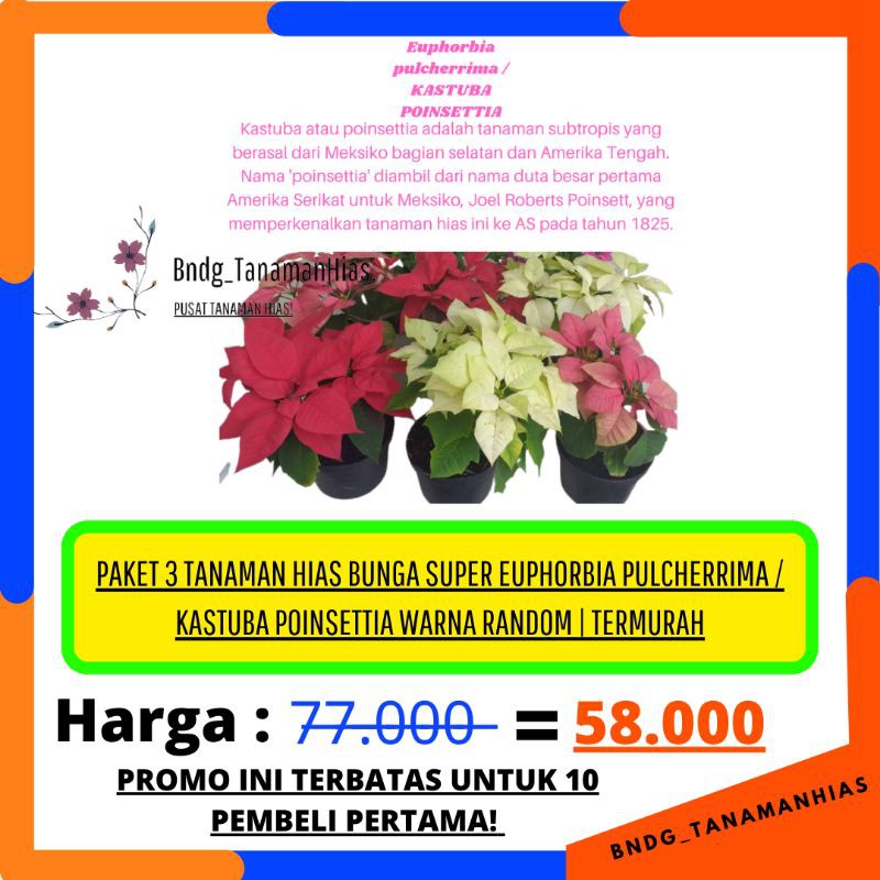 PAKET 3 WARNA BUNGA SUPER KASTUBA POINSETTIA WARNA RANDOM | TERMURAH