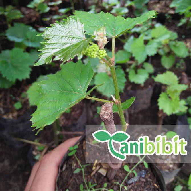 Bibit Pohon Buah Mulberry - Murbey - Buah Mulberry