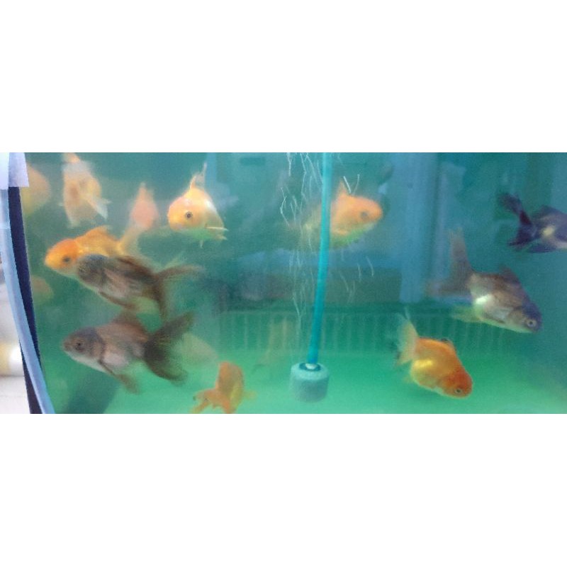 ikan hias mas koki