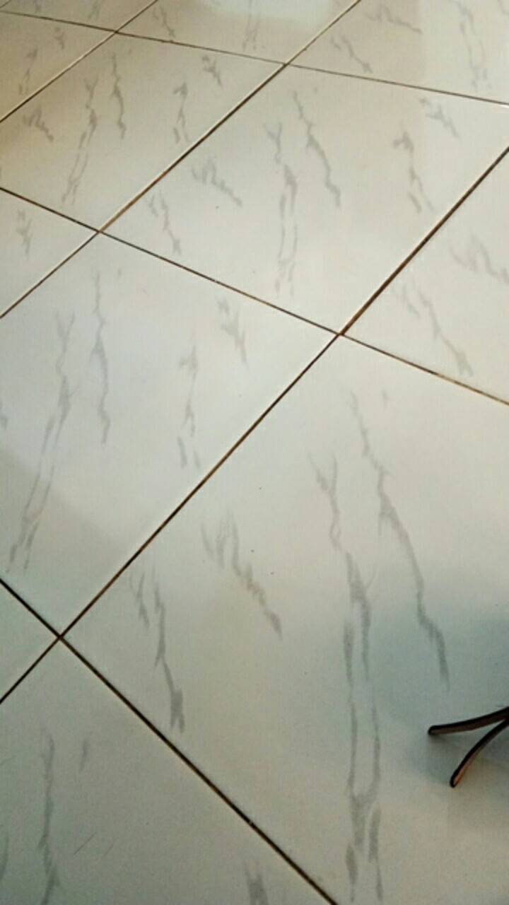 Seedling Anggrek Dendrobium